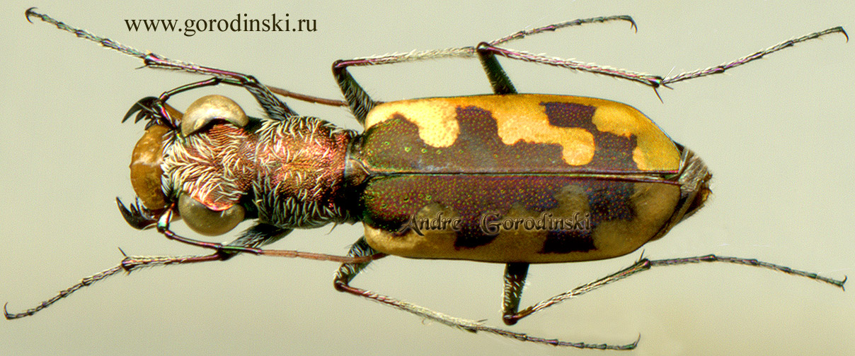 http://www.gorodinski.ru/cicindela/Cephalota deserticoloides.jpg